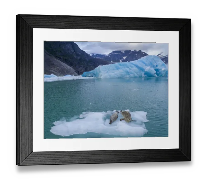 Framed Print : USA, Alaska, Leconte Bay, Aerial view of Harbor Seal and pup resting on iceberg calved