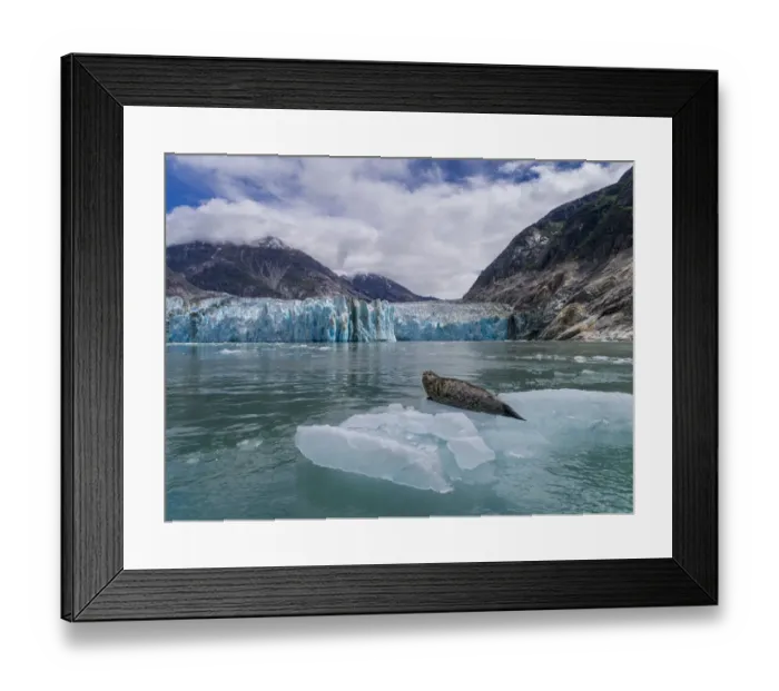 Framed Print : USA, Alaska, South Sawyer - Fords Terror Wilderness, Aerial view of Harbor Seal resting