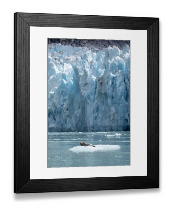 Framed Print : USA, Alaska, South Sawyer - Fords Terror Wilderness, Harbor Seal resting on iceberg Framed Print : USA, Alaska, South Sawyer - Fords Terror Wilderness, Harbor Seal resting on iceberg