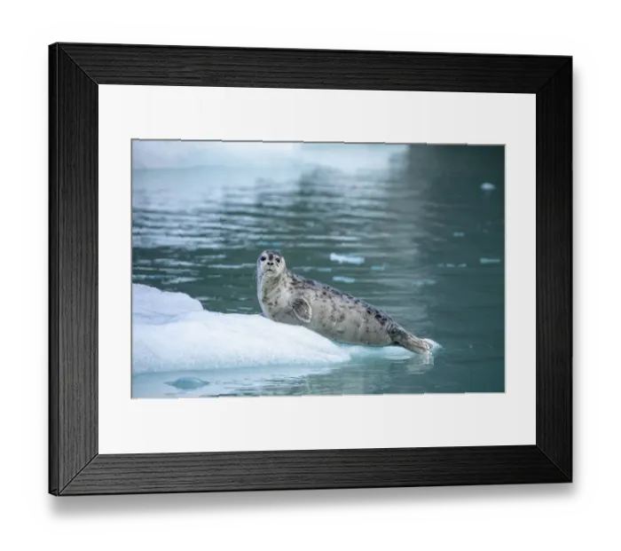 Framed Print : USA, Alaska, Leconte Bay, Harbor Seal pup resting on iceberg calved from LeConte Glacier Framed Print : USA, Alaska, Leconte Bay, Harbor Seal pup resting on iceberg calved from LeConte Glacier