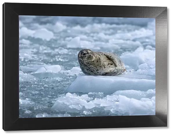 USA, Alaska, South Sawyer - Fords Terror Wilderness, Harbor Seal resting on icebergs