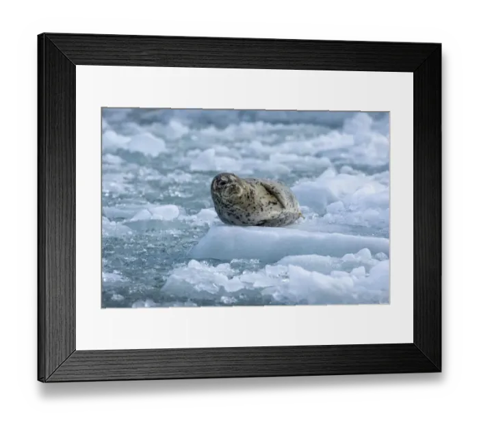 Framed Print : USA, Alaska, South Sawyer - Fords Terror Wilderness, Harbor Seal resting on icebergs Framed Print : USA, Alaska, South Sawyer - Fords Terror Wilderness, Harbor Seal resting on icebergs