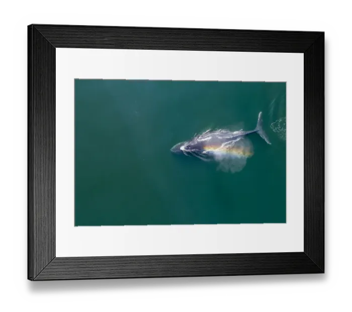 Framed Print : USA, Alaska, Aerial view of rainbow-colored mist hanging above Humpback Whale