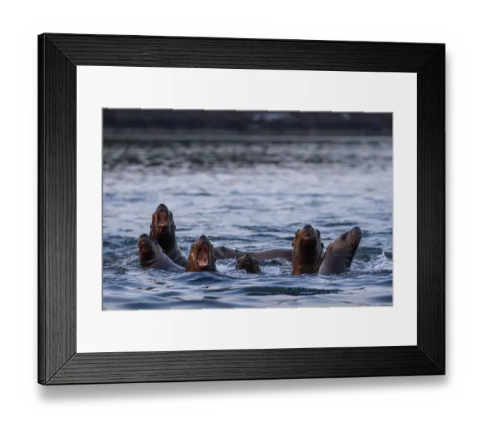 Framed Print : USA, Alaska, Steller Sea Lions (Eumetopias jubatus) gather at edge of haul out along