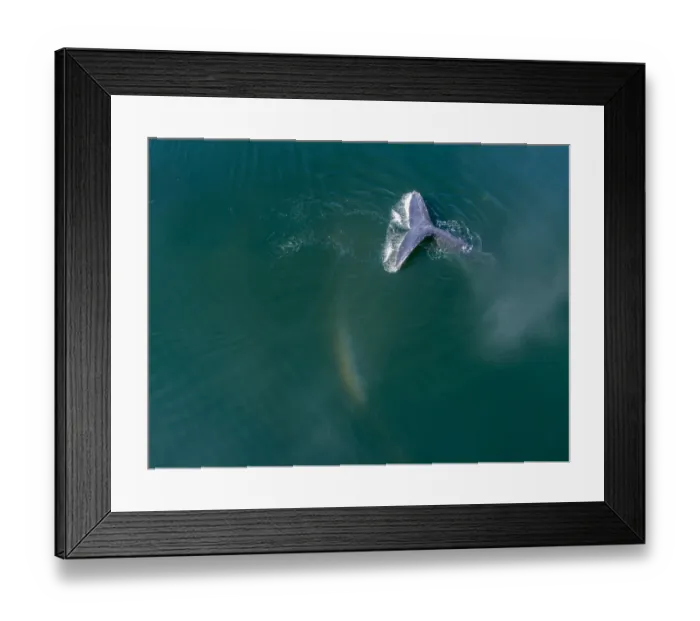 Framed Print : USA, Alaska, Aerial view Humpback Whale (Megaptera novaeangliae