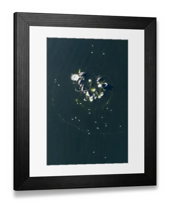 Framed Print : USA, Alaska, Aerial view of Humpback Whales (Megaptera novaeangliae