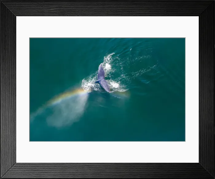 Framed Print : USA, Alaska, Aerial view rainbow and mist above diving Humpback Whale Framed Print : USA, Alaska, Aerial view rainbow and mist above diving Humpback Whale