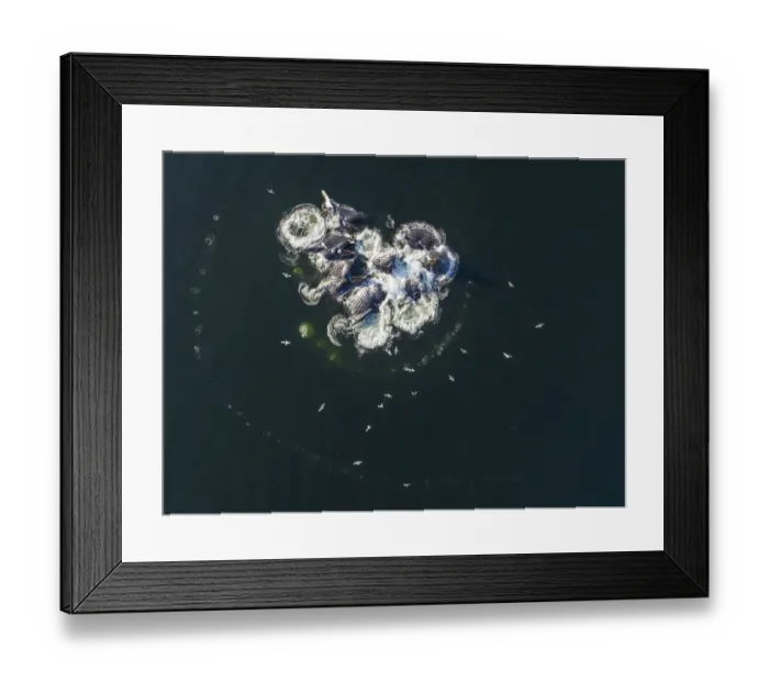 Framed Print : USA, Alaska, Aerial view of Humpback Whales (Megaptera novaeangliae