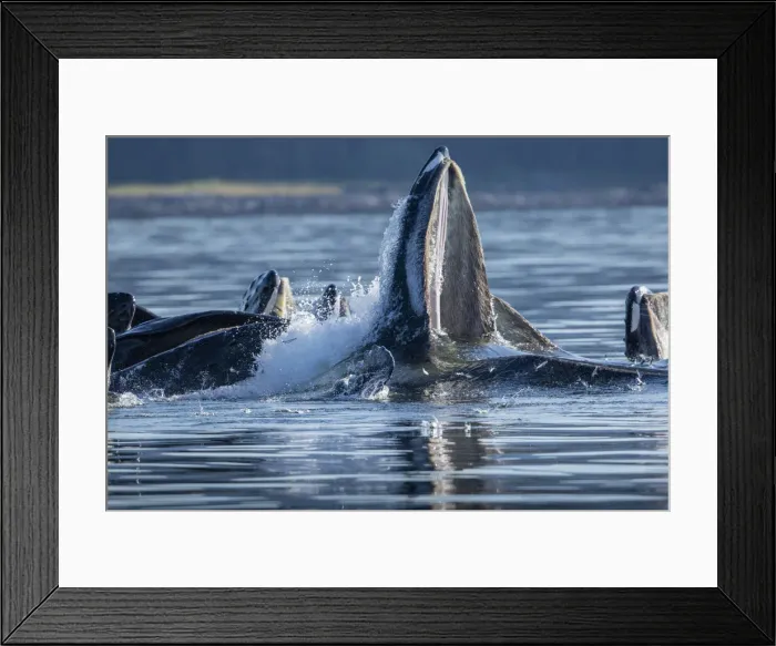 Framed Print : USA, Alaska, Herring fish leap trying to flee from Humpback Whales Framed Print : USA, Alaska, Herring fish leap trying to flee from Humpback Whales