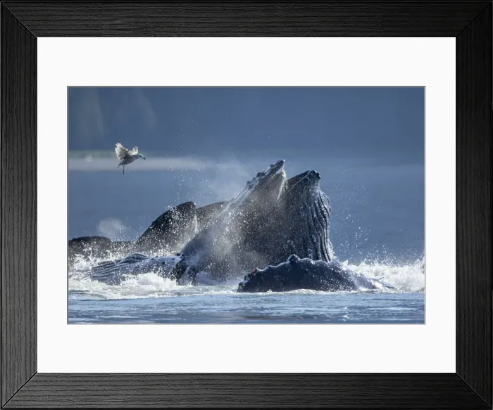 Framed Print : USA, Alaska, Seagull hovers above Humpback Whales (Megaptera novaeangliae Framed Print : USA, Alaska, Seagull hovers above Humpback Whales (Megaptera novaeangliae