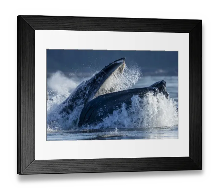 Framed Print : USA, Alaska, Humpback Whale (Megaptera novaeangliae) surfaces while bubble net feeding in Framed Print : USA, Alaska, Humpback Whale (Megaptera novaeangliae) surfaces while bubble net feeding in