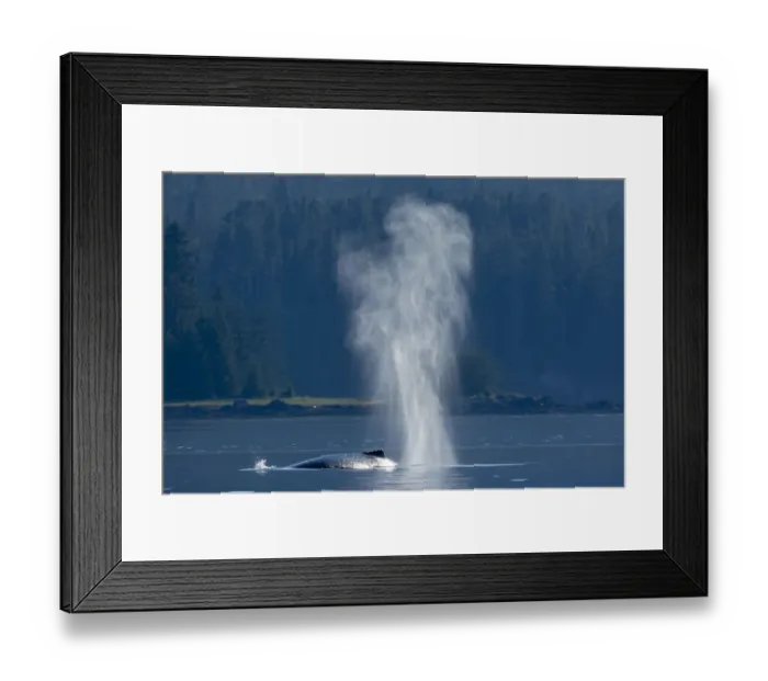 Framed Print : USA, Alaska, Mist from exhaled breath of Humpback Whale (Megaptera novaeangliae