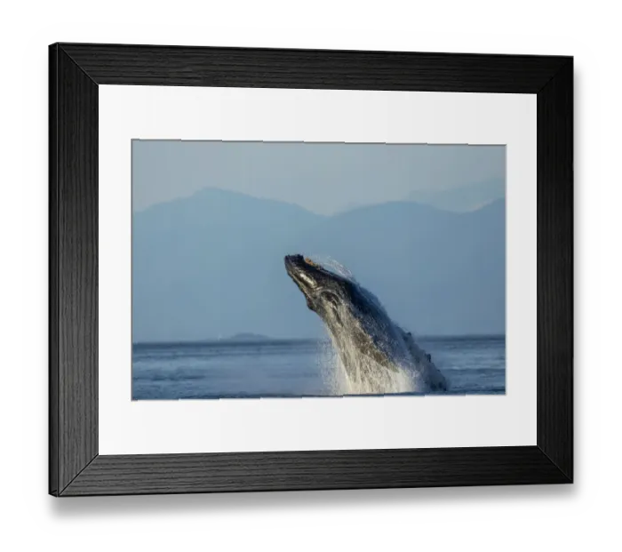 Framed Print : USA, Alaska, Water streams from breaching Humpback Whale (Megaptera novaeangliae