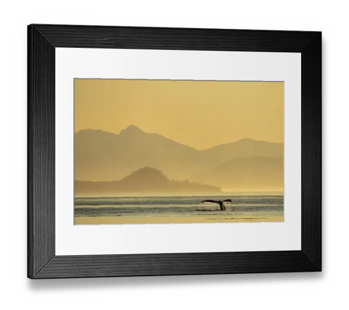 Framed Print : USA, Alaska, Water streams from tails of Humpback Whale (Megaptera novaeangliae Framed Print : USA, Alaska, Water streams from tails of Humpback Whale (Megaptera novaeangliae