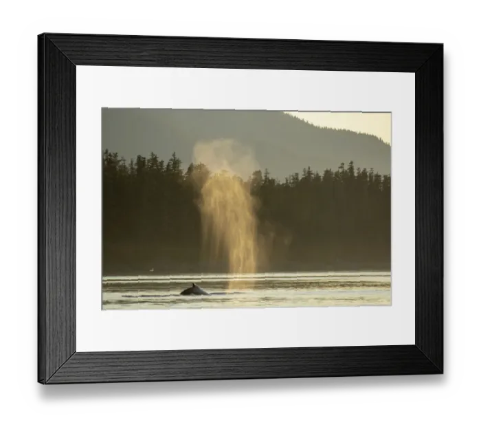 Framed Print : USA, Alaska, Sunlit mist hangs in air above spouting Humpback Whales Framed Print : USA, Alaska, Sunlit mist hangs in air above spouting Humpback Whales