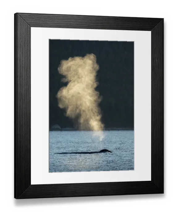 Framed Print : USA, Alaska, Sunlit mist hangs in air above spouting Humpback Whales