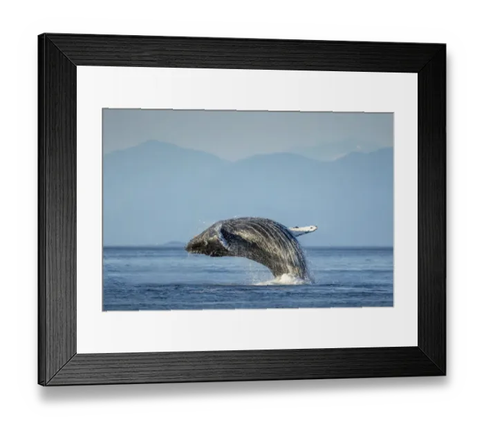 Framed Print : USA, Alaska, Water streams from breaching Humpback Whale (Megaptera novaeangliae Framed Print : USA, Alaska, Water streams from breaching Humpback Whale (Megaptera novaeangliae