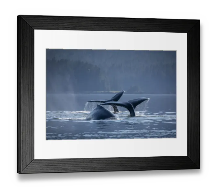 Framed Print : USA, Alaska, Humpback Whales (Megaptera novaeangliae) dive while bubble net feeding in Framed Print : USA, Alaska, Humpback Whales (Megaptera novaeangliae) dive while bubble net feeding in