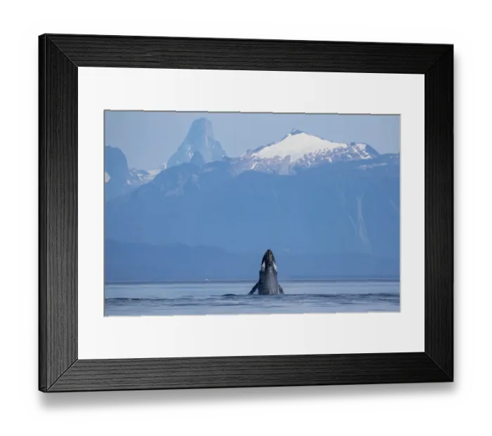 Framed Print : USA, Alaska, Humpback Whale (Megaptera novaeangliae) lunges while head slapping in Framed Print : USA, Alaska, Humpback Whale (Megaptera novaeangliae) lunges while head slapping in