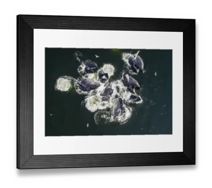 Framed Print : USA, Alaska, Aerial view of Humpback Whales (Megaptera novaeangliae Framed Print : USA, Alaska, Aerial view of Humpback Whales (Megaptera novaeangliae