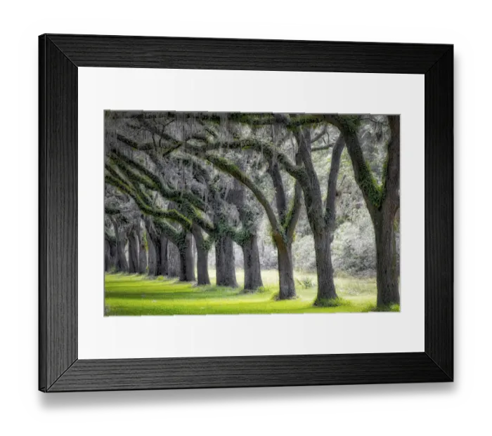 Framed Print : Live Oak Alley, Savannah, Georgia Framed Print : Live Oak Alley, Savannah, Georgia