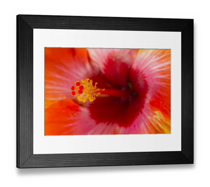 Framed Print : USA, Georgia, Savannah. Close-up of hibiscus in the spring Framed Print : USA, Georgia, Savannah. Close-up of hibiscus in the spring