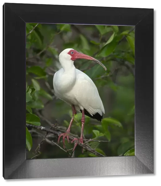 White Ibis in breeding colors, Eudocimus albus, Wakodahatchee Wetlands, Florida Rookery