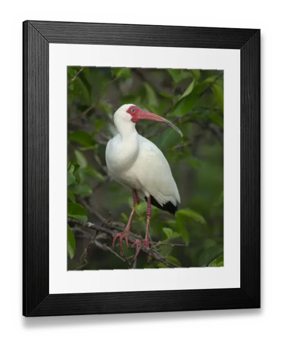 Framed Print : White Ibis in breeding colors, Eudocimus albus, Wakodahatchee Wetlands, Florida Rookery Framed Print : White Ibis in breeding colors, Eudocimus albus, Wakodahatchee Wetlands, Florida Rookery