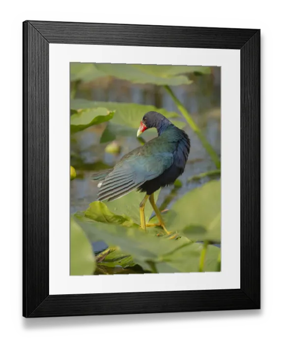 Framed Print : Purple gallinule, Arthur R. Marshall Loxahatchee National Wildlife Refuge, Marsh Trail