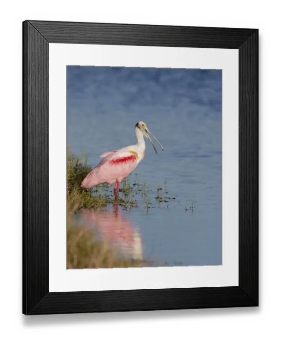 Framed Print : Roseate spoonbill agitated, Merritt island National Wildlife Refuge, Florida, USA Framed Print : Roseate spoonbill agitated, Merritt island National Wildlife Refuge, Florida, USA