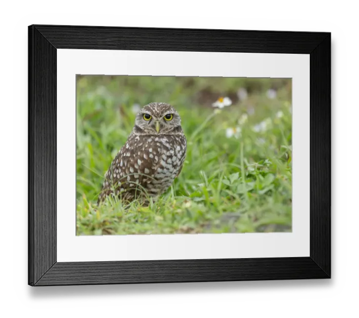 Framed Print : Burrowing owl, Athene cunicularia, Florida