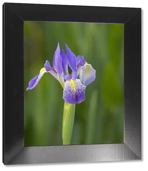 Southern blue flag iris, Iris virginica, Loxahatchee National Wildlife Refuge, Florida