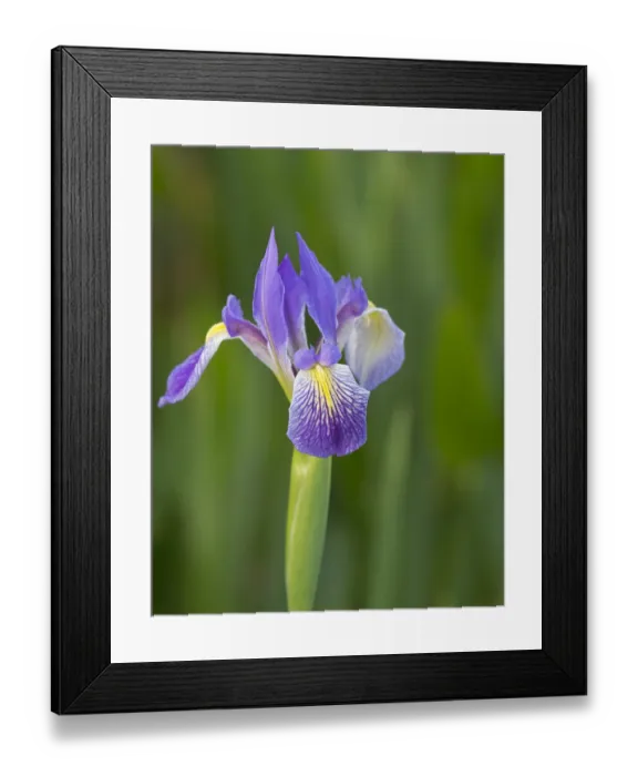 Framed Print : Southern blue flag iris, Iris virginica, Loxahatchee National Wildlife Refuge, Florida Framed Print : Southern blue flag iris, Iris virginica, Loxahatchee National Wildlife Refuge, Florida