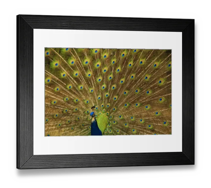 Framed Print : USA, South Carolina, Charleston. Peacock displaying spring tail feathers