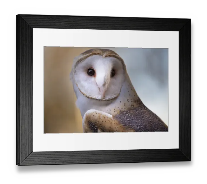 Framed Print : A Barn Owl, close up, looking directly Framed Print : A Barn Owl, close up, looking directly