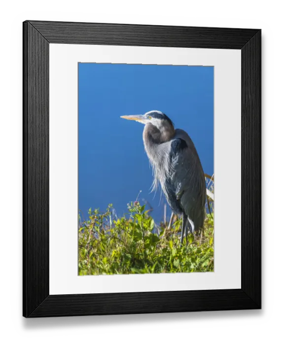 Framed Print : A hunched Great Blue Heron by the side of deep blue water, standing in brush Framed Print : A hunched Great Blue Heron by the side of deep blue water, standing in brush