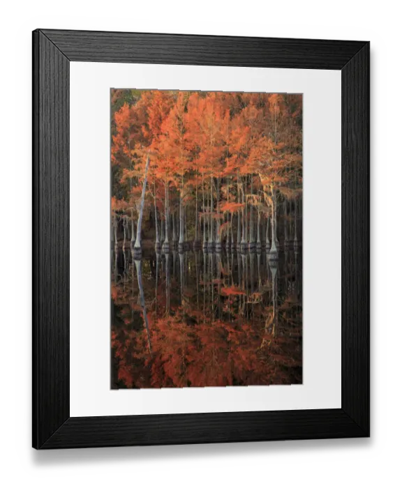 Framed Print : USA, Georgia, Cypress trees with reflections in the fall Framed Print : USA, Georgia, Cypress trees with reflections in the fall