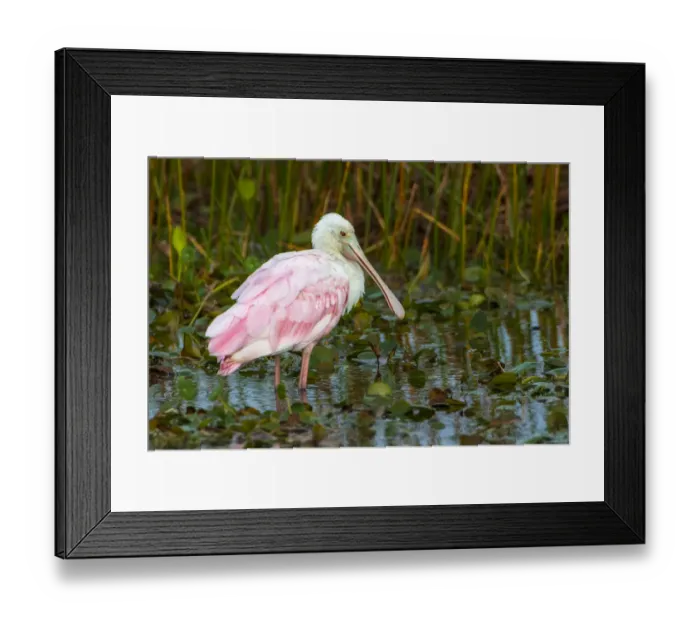 Framed Print : A Roseate Spoonbill standing in water in Orlando Wetlands, Florida
