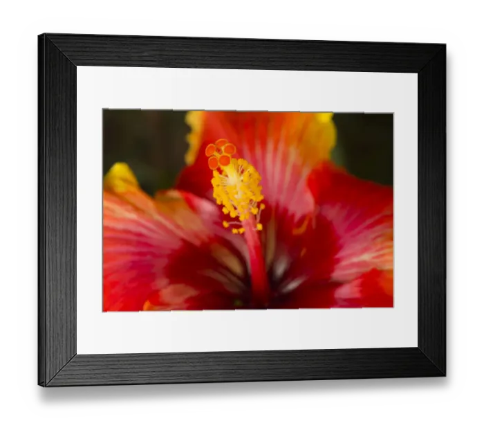 Framed Print : USA, Georgia, Savannah. Close-up of a hibiscus