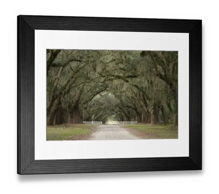 Framed Print : Live Oak Alley, Savannah, Georgia Framed Print : Live Oak Alley, Savannah, Georgia