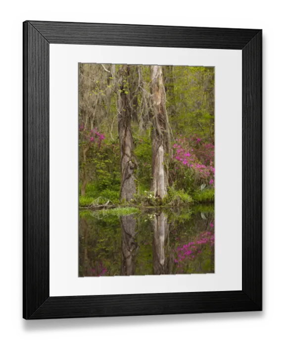 Framed Print : USA, South Carolina, Charleston. Azaleas blooming along pond Framed Print : USA, South Carolina, Charleston. Azaleas blooming along pond
