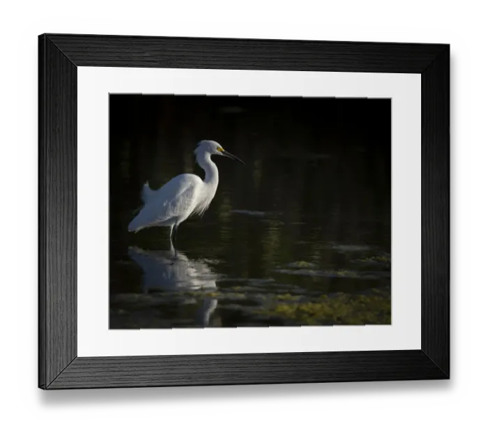 Framed Print : Snowy Egret hunting, Merritt Island National Wildlife Refuge, Florida Framed Print : Snowy Egret hunting, Merritt Island National Wildlife Refuge, Florida