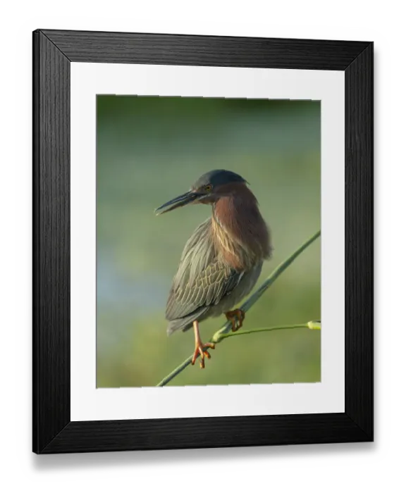 Framed Print : Green heron, Butorides virescens, Green Cay Wetlands, Florida Framed Print : Green heron, Butorides virescens, Green Cay Wetlands, Florida