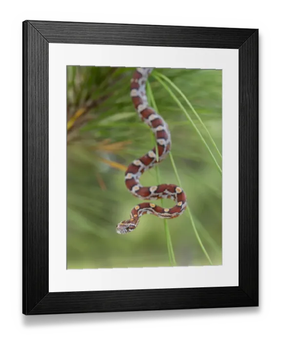 Framed Print : Corn Snake in long-leaf pine. A docile non-venomous snake found throughout Florida Framed Print : Corn Snake in long-leaf pine. A docile non-venomous snake found throughout Florida