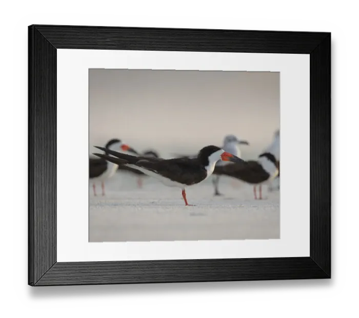 Framed Print : Black Skimmers on Lido Beach, Florida Framed Print : Black Skimmers on Lido Beach, Florida