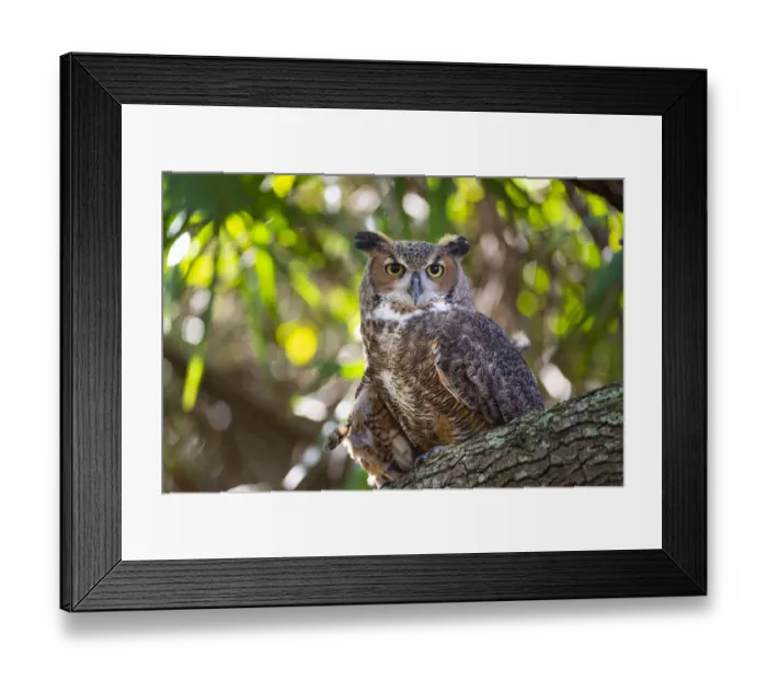 Framed Print : Portrait of a Great Horned Owl, perched in a tree Framed Print : Portrait of a Great Horned Owl, perched in a tree