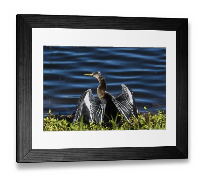 Framed Print : A male Anhinga, drying with wings open, mating season, the eye is ringed green / blue Framed Print : A male Anhinga, drying with wings open, mating season, the eye is ringed green / blue