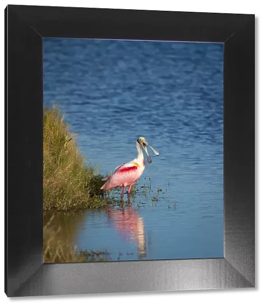 A Roseate Spoonbill standing in water calling out, sign of stress