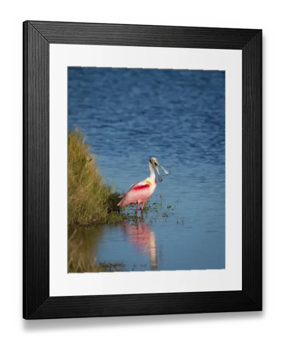 Framed Print : A Roseate Spoonbill standing in water calling out, sign of stress Framed Print : A Roseate Spoonbill standing in water calling out, sign of stress
