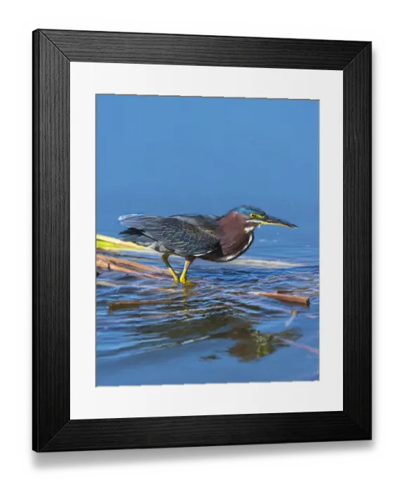 Framed Print : A green Heron paused as he looks for his next meal